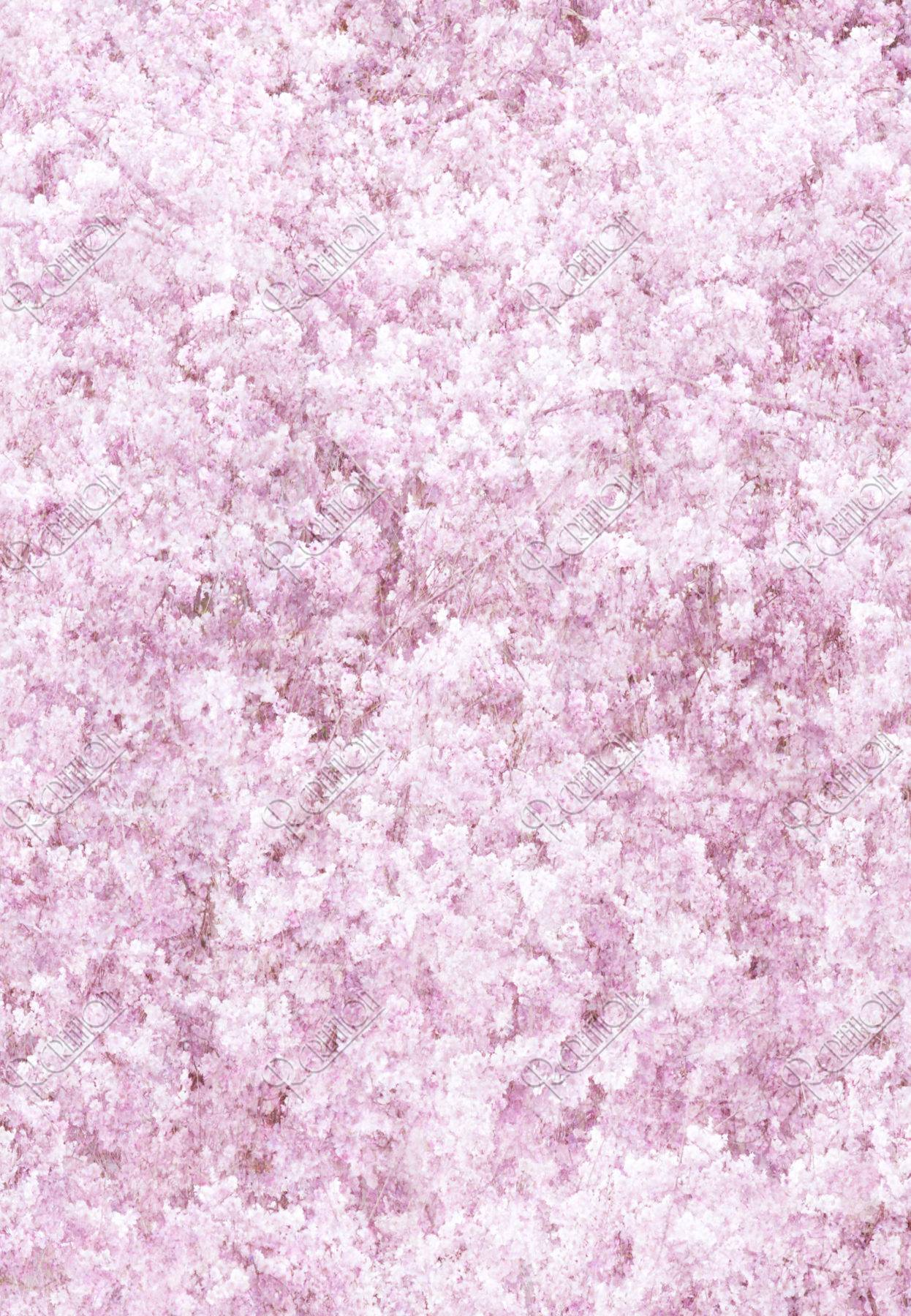 しだれ桜の背景イメージ ストックフォト アールクリエーション