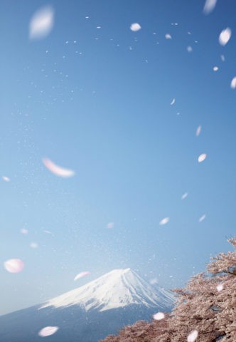 富士山と桜吹雪