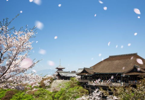 清水寺に舞う桜吹雪