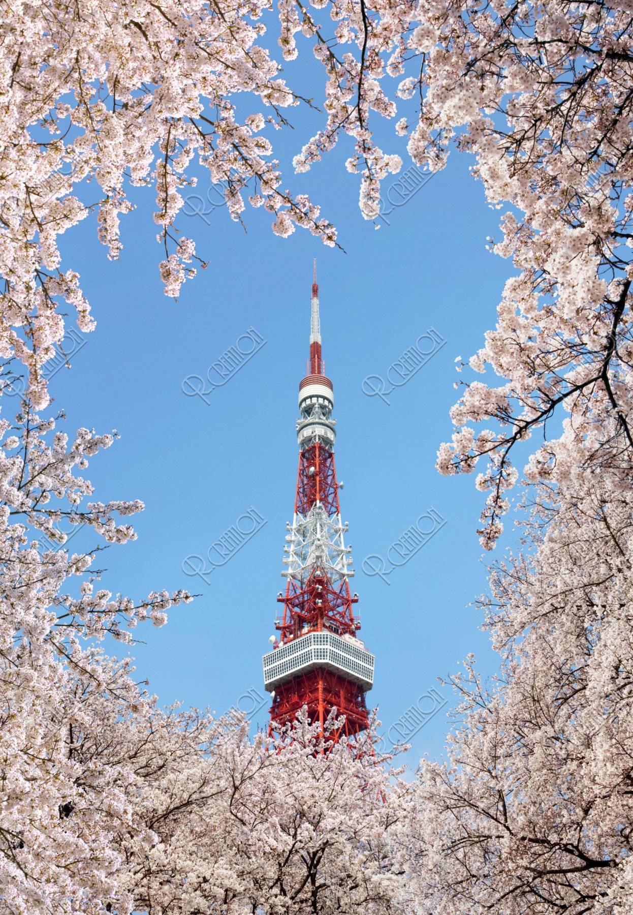 桜に囲まれた東京タワー