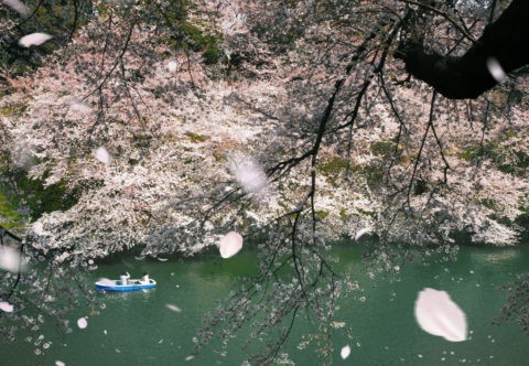 桜吹雪の千鳥ケ淵