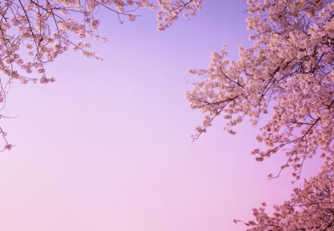 夕照の桜