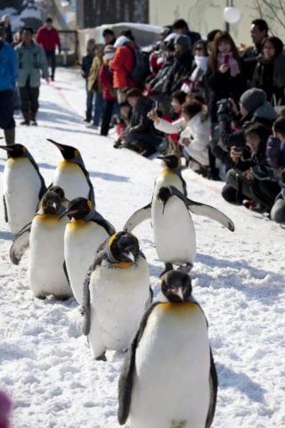 旭山動物園 ペンギンの散歩