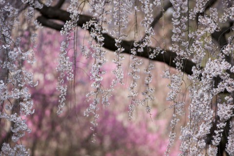 京都御苑近衛の桜