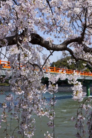 宇治朝霧橋と桜