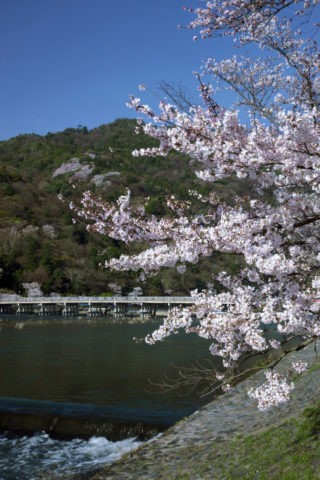 嵐山渡月橋と桜