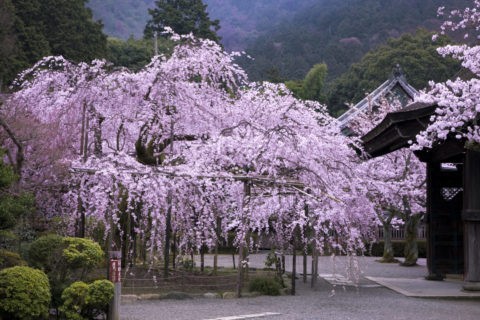 山科毘沙門堂の桜