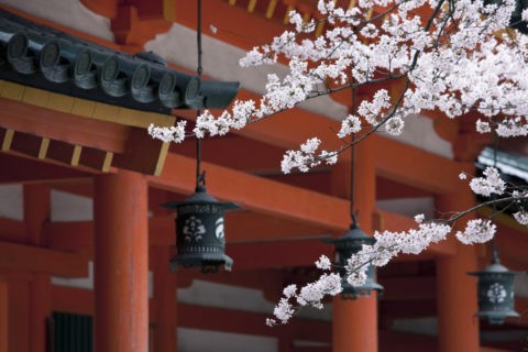 平安神宮回廊と桜