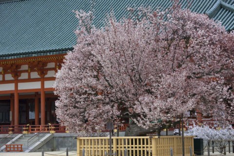 平安神宮 左近の桜