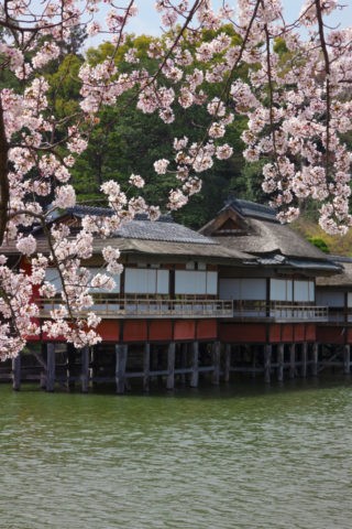 錦水亭と桜