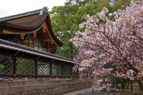 御香宮 本殿と桜