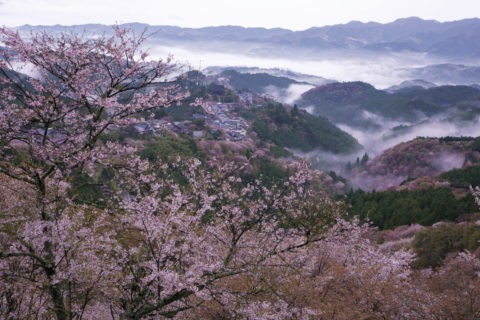 吉野 上千本からの桜 世界遺産