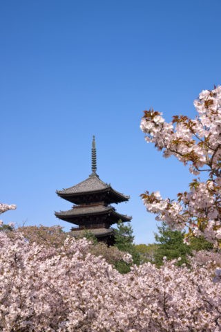 仁和寺の桜 世界遺産