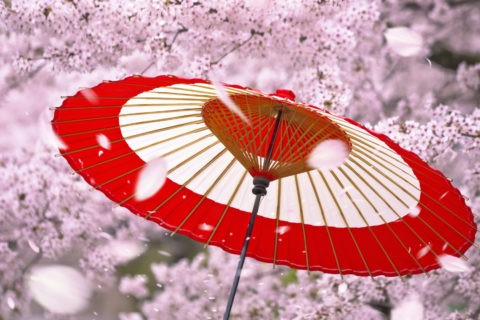 蛇の目傘と桜