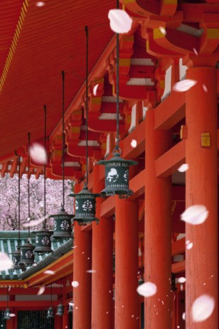 平安神宮の桜と回廊
