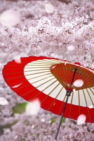 蛇の目傘と桜
