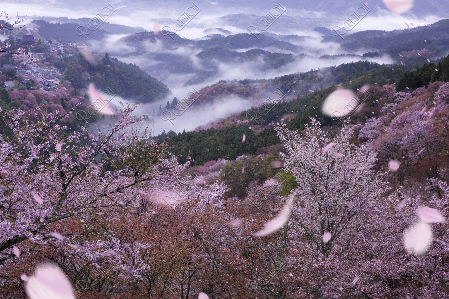 吉野 上千本からの桜 世界遺産