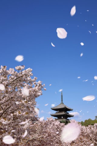仁和寺の桜 世界遺産