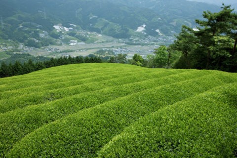 茶畑と和束町集落