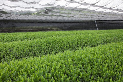 玉露の茶畑