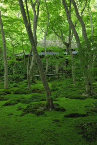 祇王寺 苔の庭