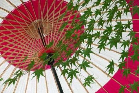 和傘とモミジ