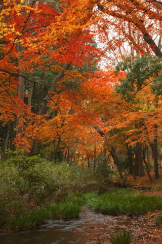 下鴨神社 糺の森