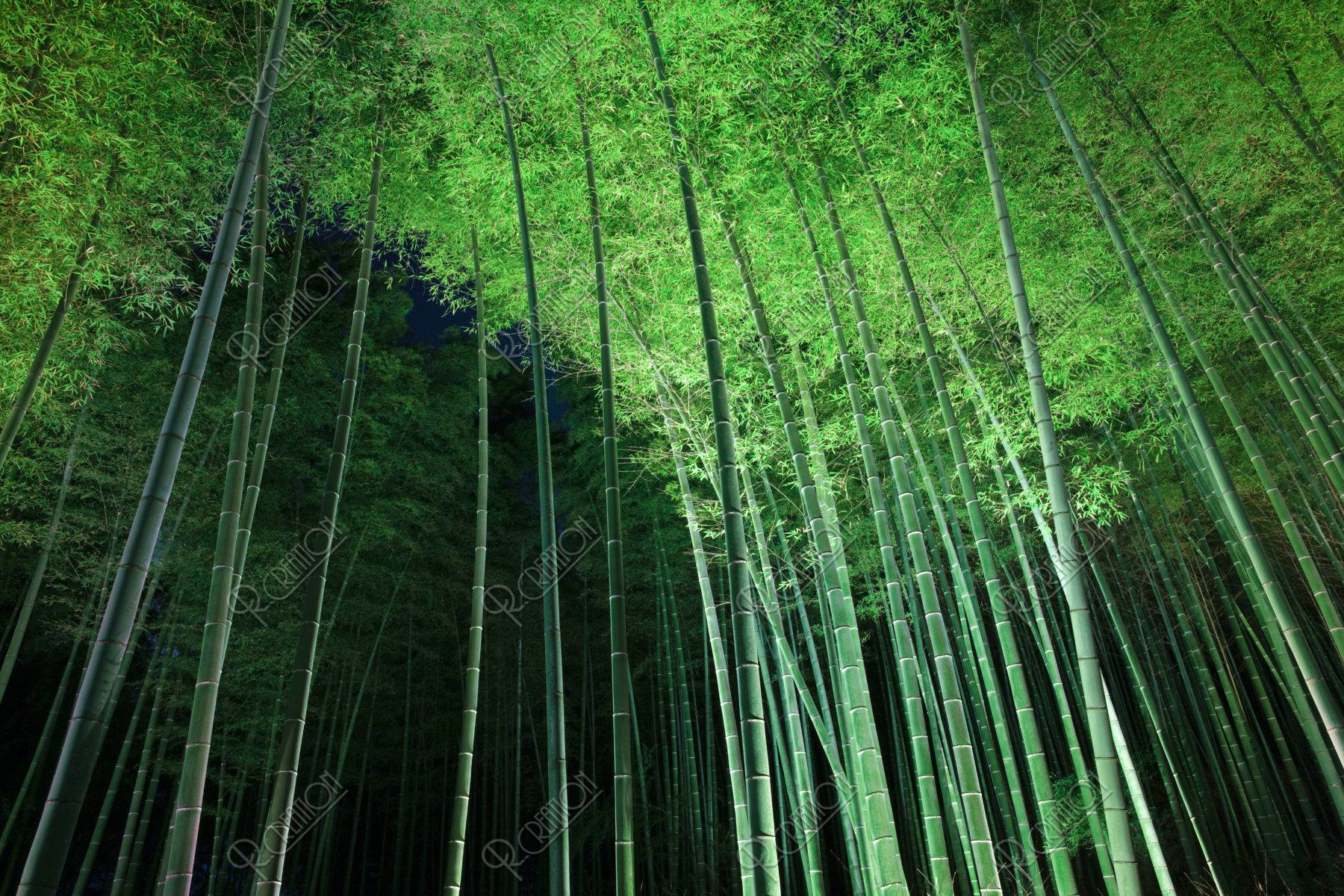嵯峨野 夜の竹林 | 写真 | アールクリエーション