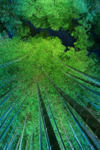 嵯峨野 夜の竹林