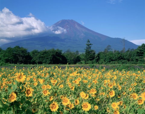 ひまわりと富士山