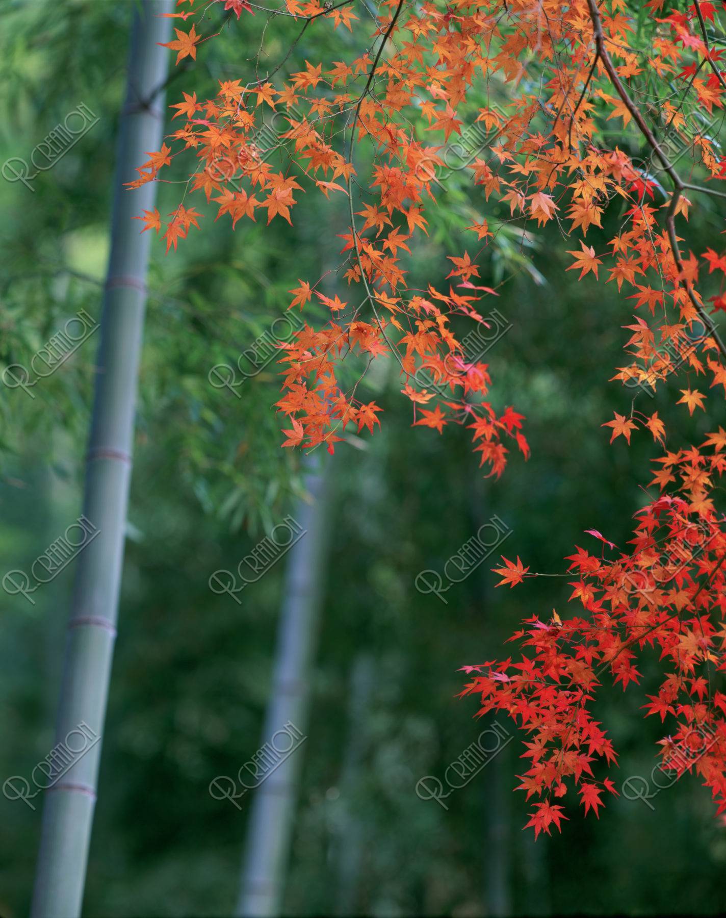 竹林と紅葉