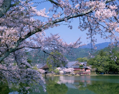 大沢池 大覚寺と桜