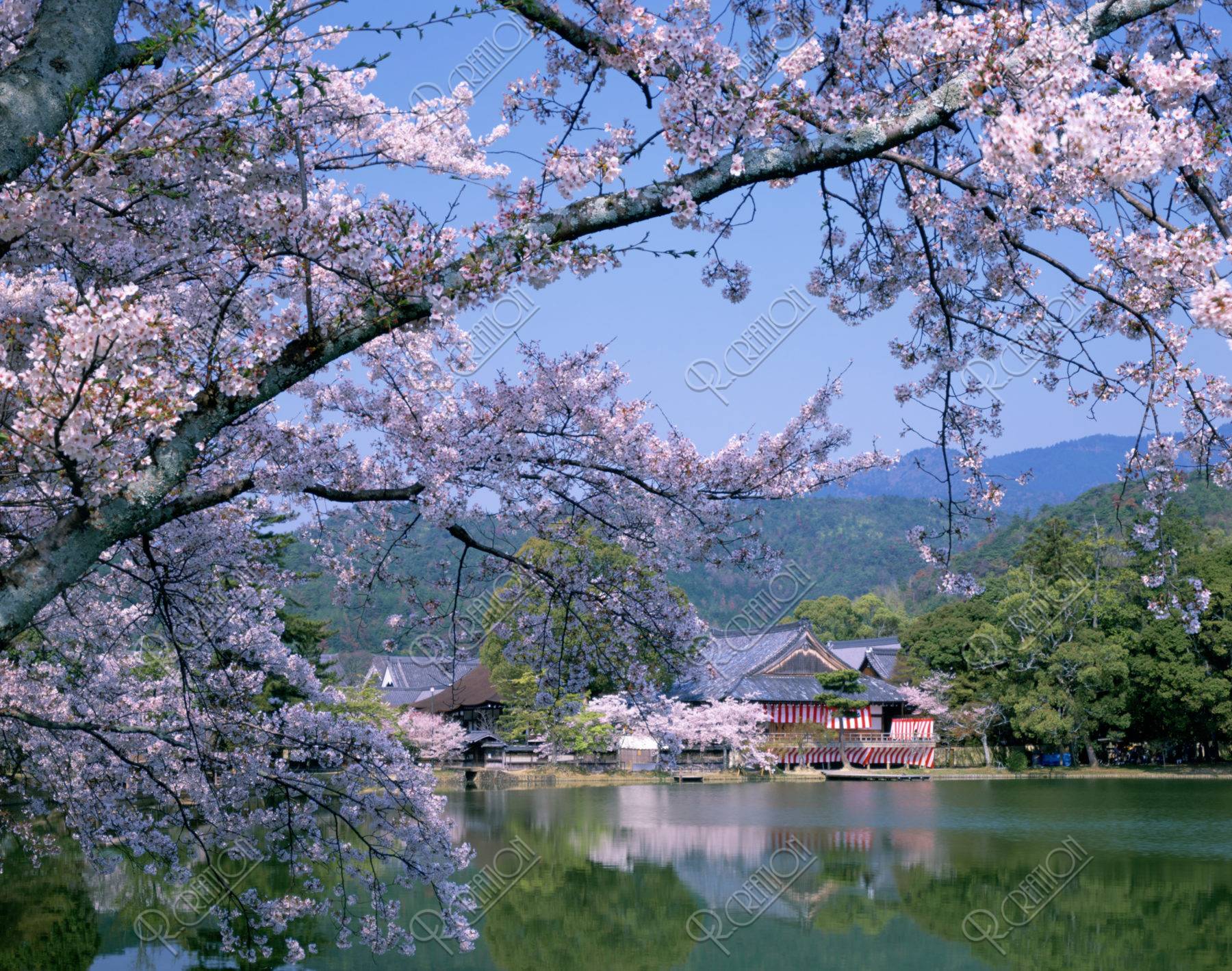 大沢池 大覚寺と桜 ストックフォト アールクリエーション