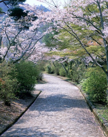 嵐山亀山公園の道と桜