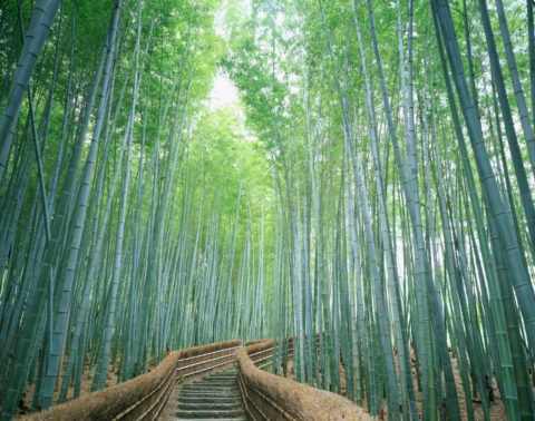 念仏寺の竹林