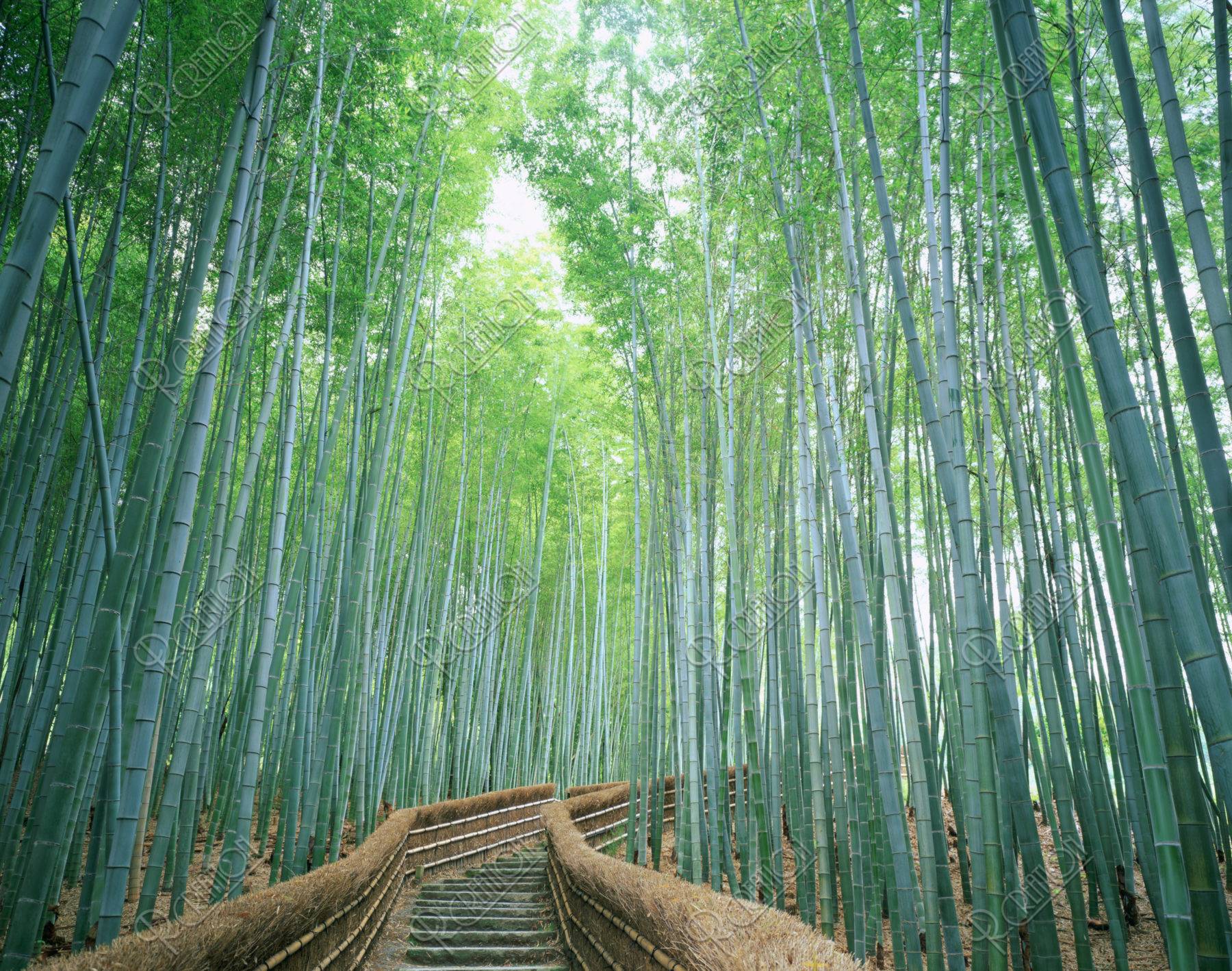 念仏寺の竹林