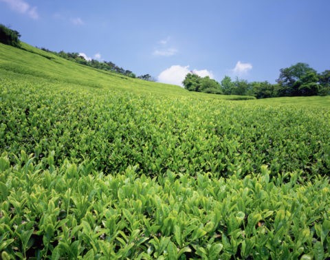 茶の若葉と茶畑