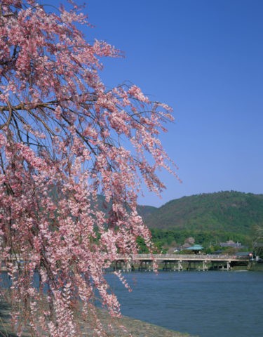 嵐山 渡月橋と桜