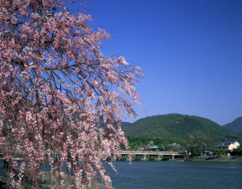 嵐山 渡月橋と桜