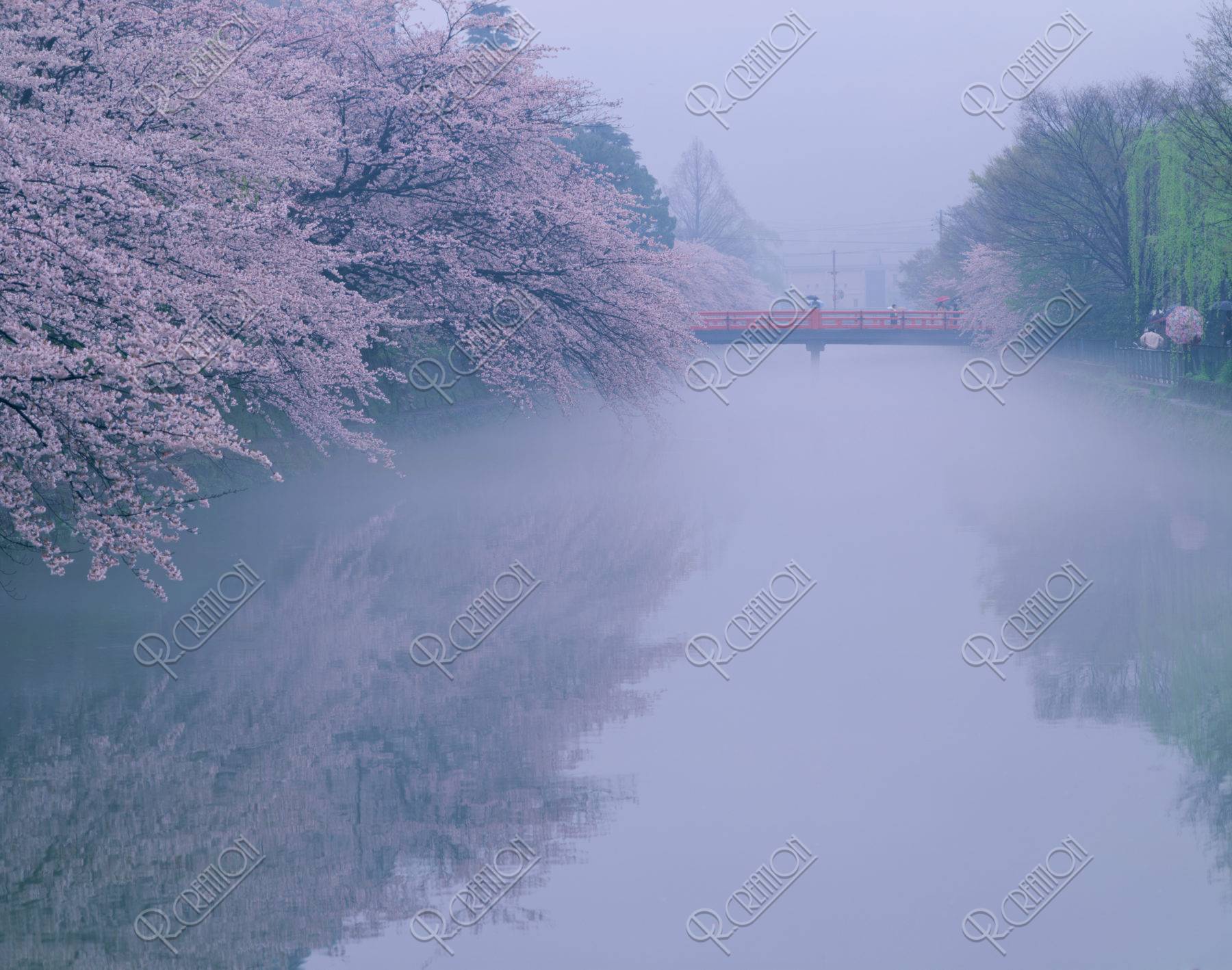 岡崎 疎水の桜