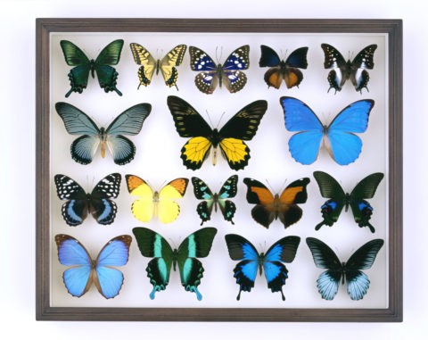 蝶の標本箱