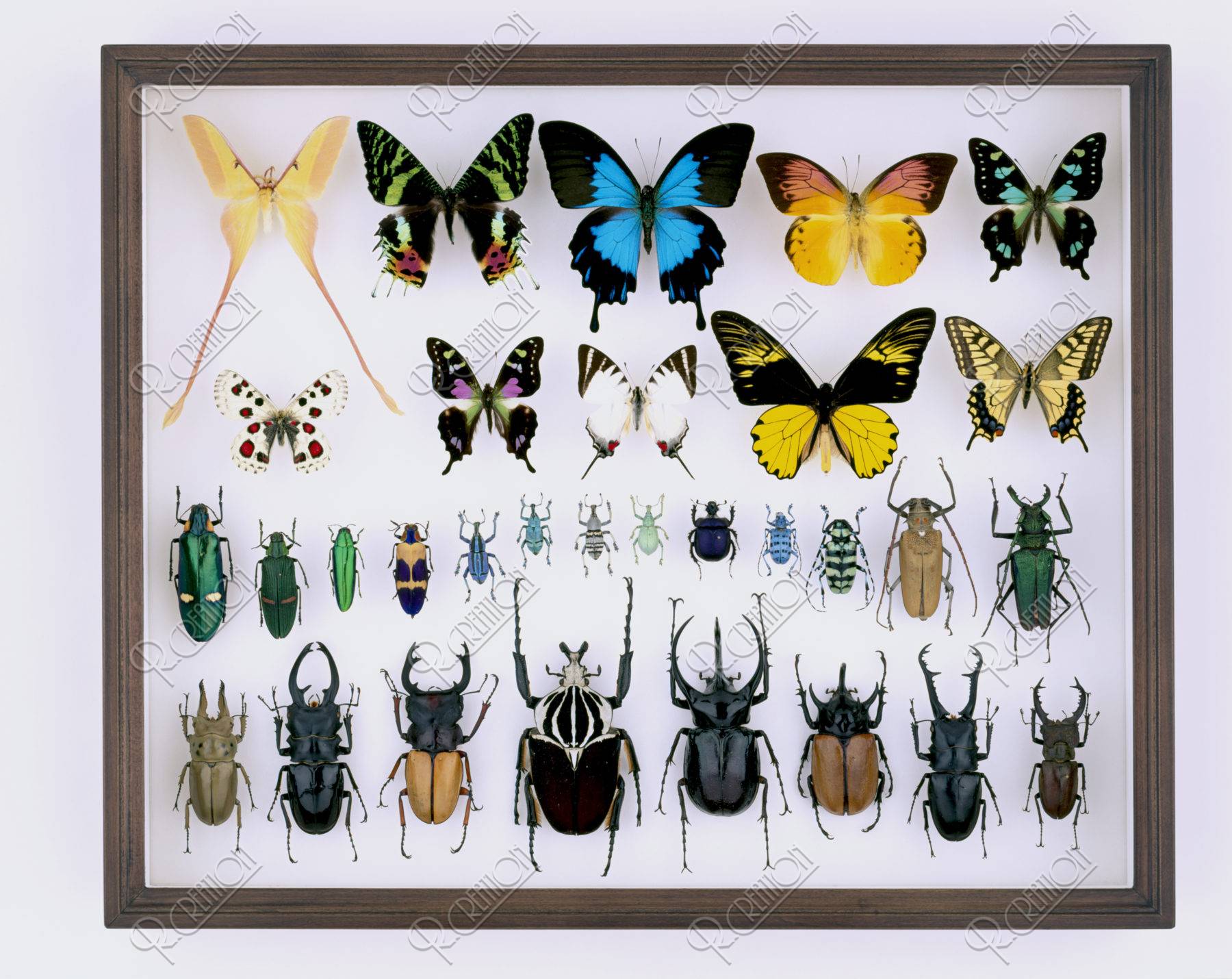 蝶と昆虫の標本箱 ストックフォト アールクリエーション