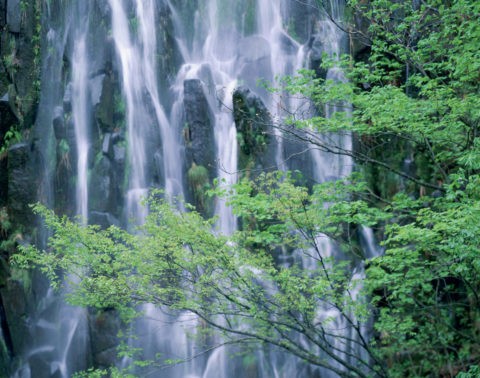 木島平 新緑の樽滝