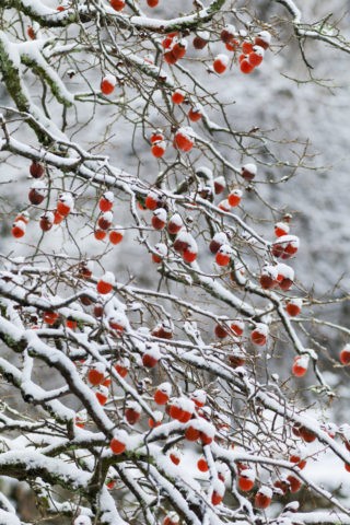 柿と雪