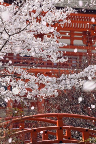 下鴨神社と桜吹雪