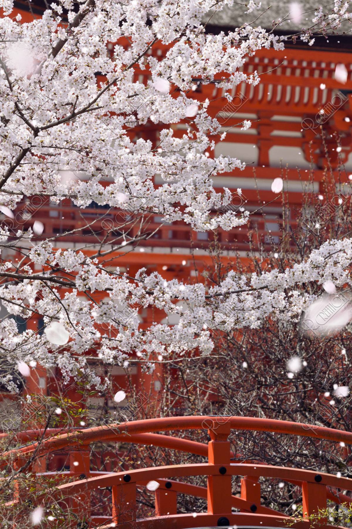 下鴨神社と桜吹雪