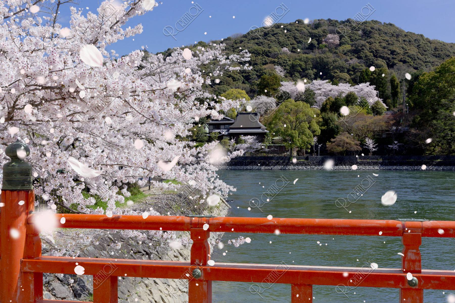 宇治川と桜吹雪