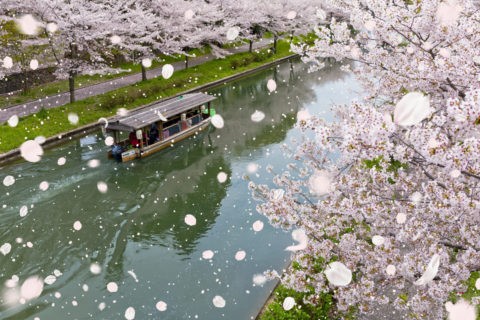 伏見十石舟と桜吹雪