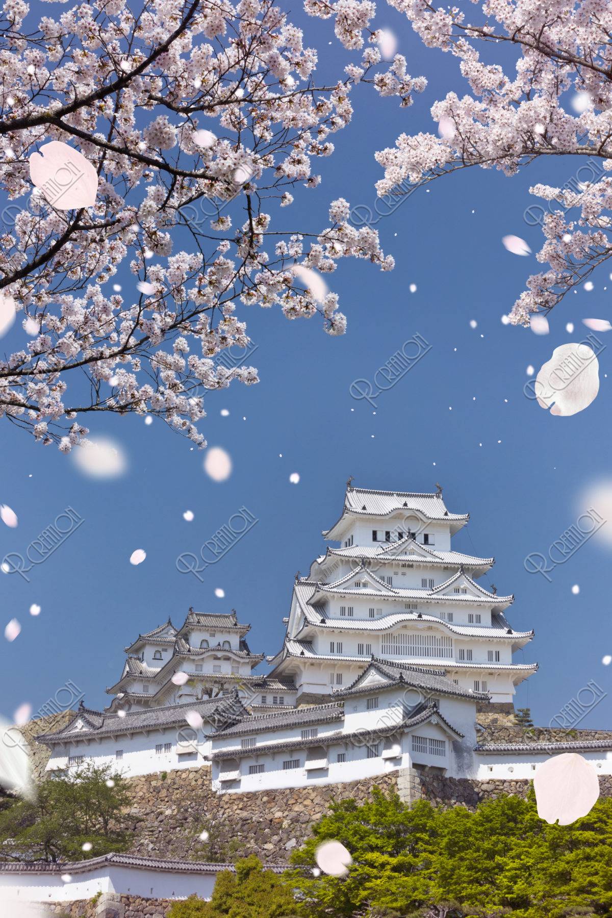 姫路城と桜吹雪