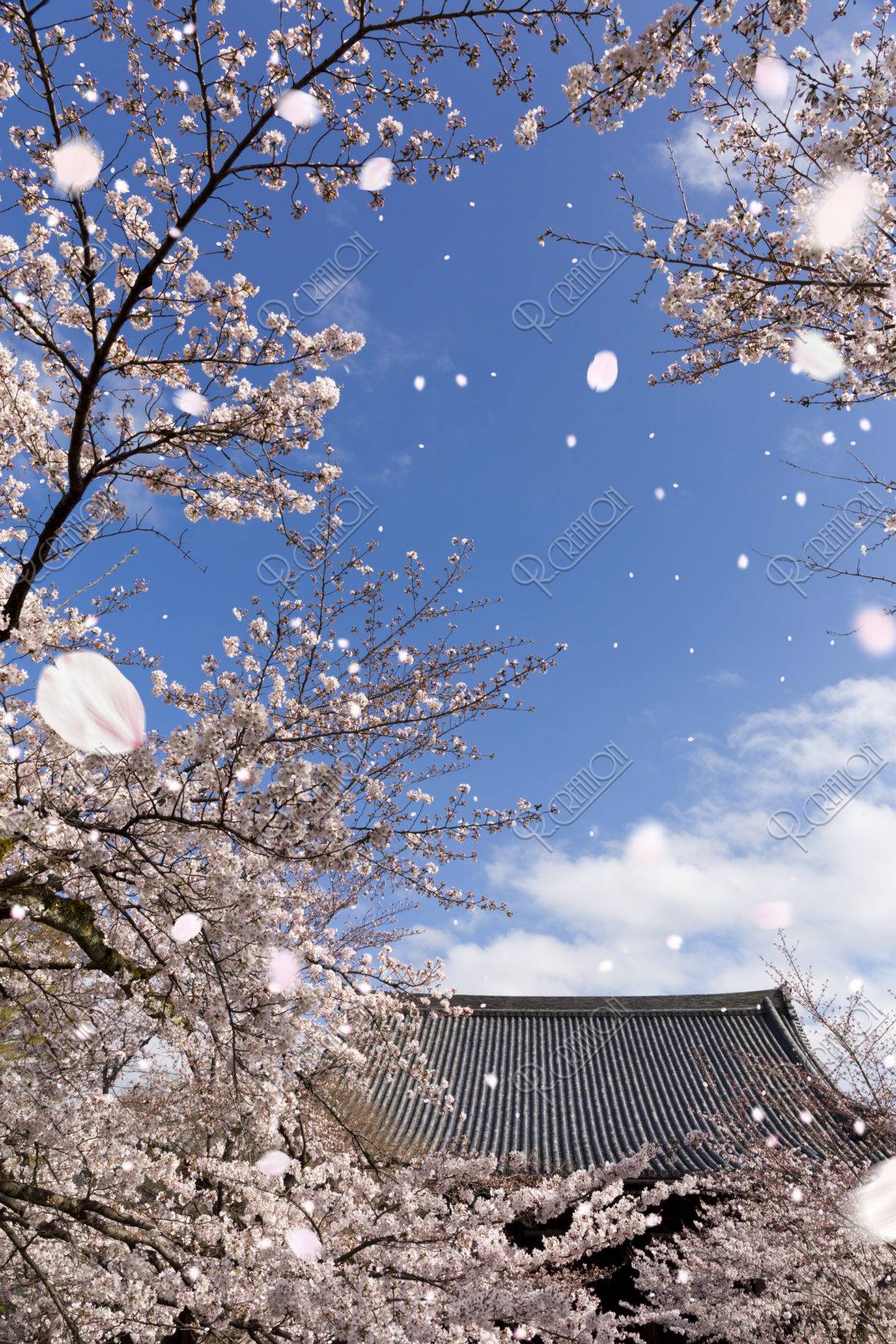 立本寺と桜吹雪